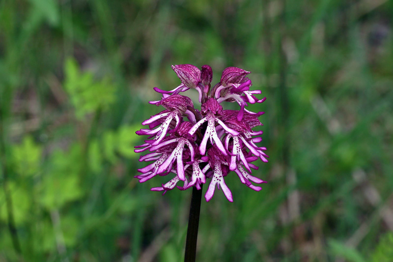 Orchis x angusticruris Franch. ex Humn.